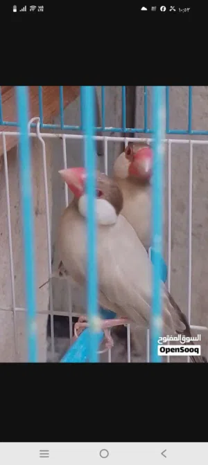 جاوه عسلي عيون حمر