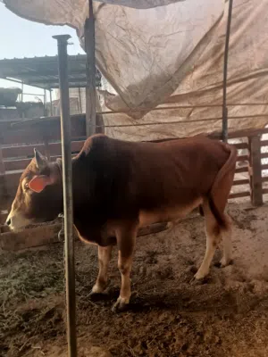 ثور الدار عماني راهي وسمين وما عليه كلام وطعام من المزرعه ينفع للعيد و التربيه السعر قابل للتفاوض