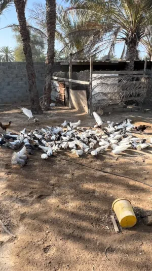 حمام للبيع مكس ب الجمله
