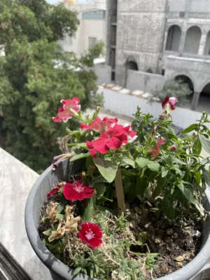 أربع وردات مزهرة للبيع