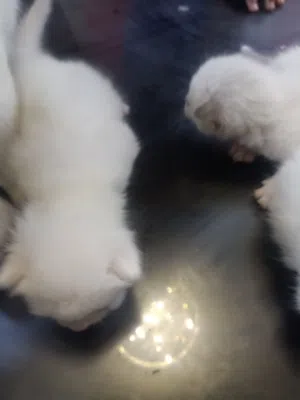 5 قطط دباديب عمر 3 اسابيع شيرازي