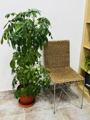 Indoor plants
