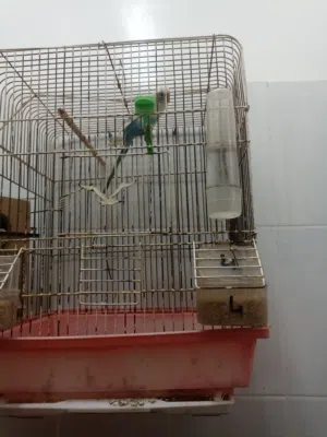 زويجاديال طاإر بوش