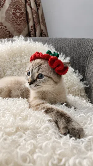(Urgent عاجل) British Short Hair for Adoption (Blue Eye) - بريتش شورت هير عيون زرق للتبني