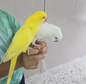 طيرين للبينو ولاتينو صحة ونظافة مع قفص