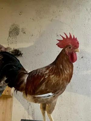 دجاج صوص بيض