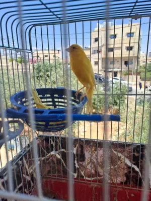 عصافير كناري بناديق