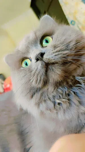 British Persian, Beautiful, super healthy, and extremely playful