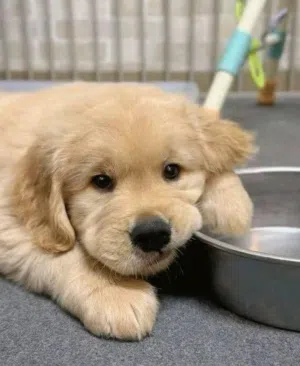 جولدن ريتريفر بريطاني أصلي Golden retriever pure