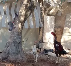 بيض بكستاني