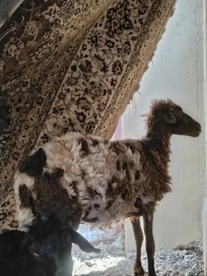 جاعده مكرانيه