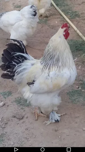 للبيع دجاج