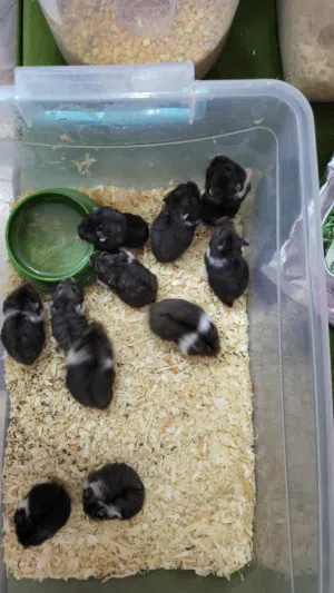 american hamster for sale
