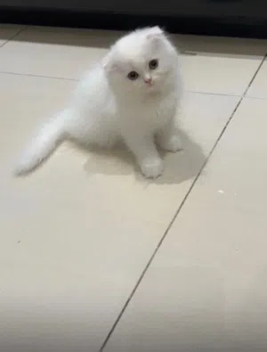 انجل الملاك سكوتش فولد أنثى