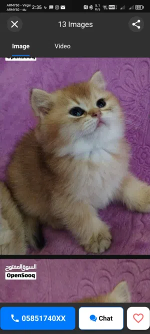Pure Beautiful British Short Hair Ny12 Golden Chinchilla kittens 3 months. Only for connoisseurs!