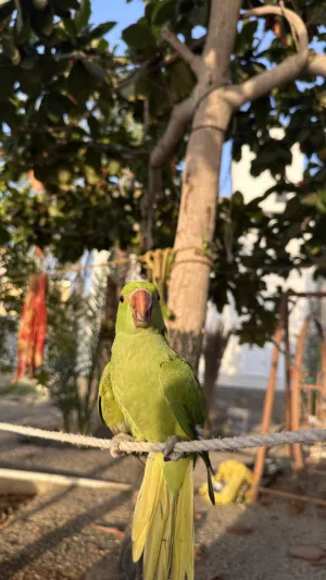 بغبغاء دره اليف جدا