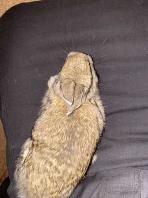 أرنب ذكر اللون بني