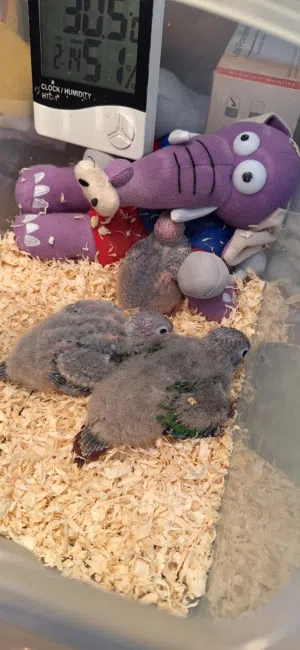 conure chicks