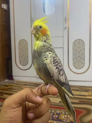 متاح طير كوكتيل جميع تفاصيل تحت في الوصف