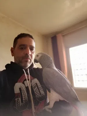 ببغاء كاسكو صيد متكلم