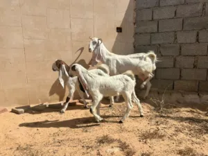 عنز هجين للبيع