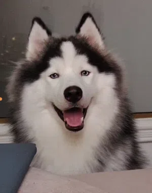 Dog Alaskan dog Malmut Pure
