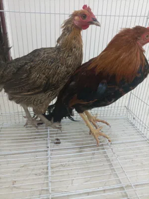 للبيع ديك ودجاجه محلي الموقع صلاله