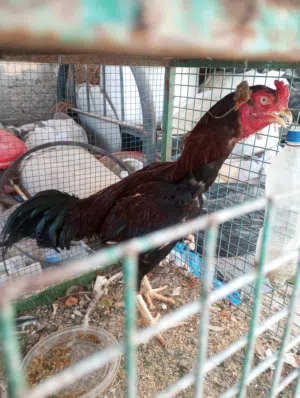 طيور للبيع فقط