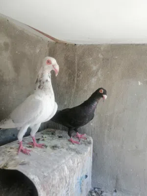 4 جواز مراسليات