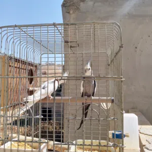 جوزين كوكتيل للبيع