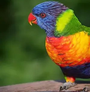 Parrots4