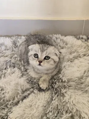 Scottish fold kitten /cat