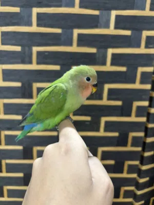 لاف بيرد أليف كبير