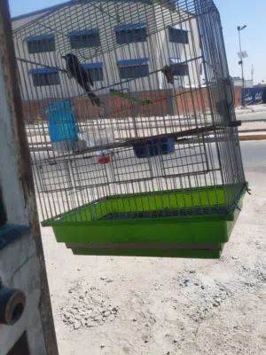 بلابل طور للبيع
