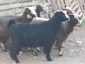 غنم من حلال بني سعيد ماشاء الله