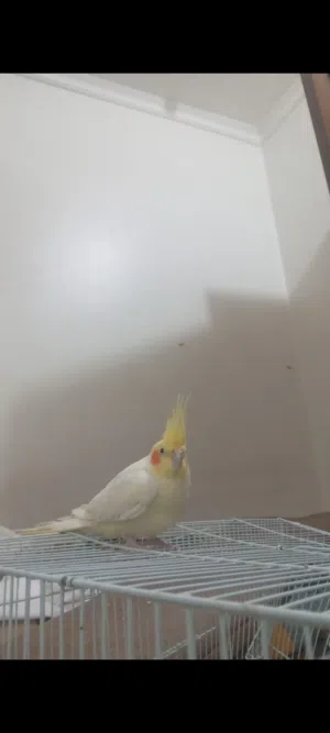 كوكتيل بصحه ممتازه ويغرد