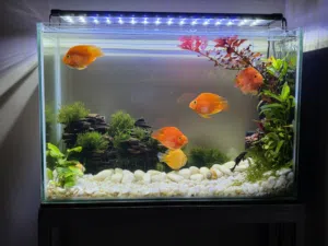 حوض سمك جاهز 60 × 30 سم مزروع مع المعدات  Planted fish tank  60 × 30  cm with equipments