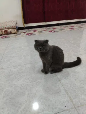 سلام عليكم بزونه لبيع