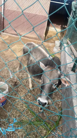 عجل عمره سنه للبيع