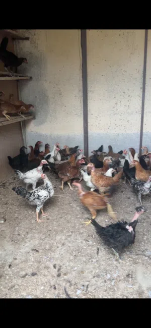 دجاج عماني محلي جاهز لذبح