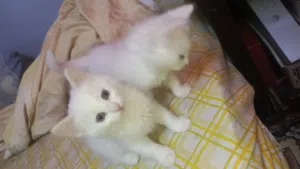 شيرازي عمر شهرين