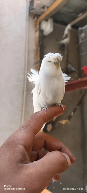 ذكر هوقو رومو مخوص