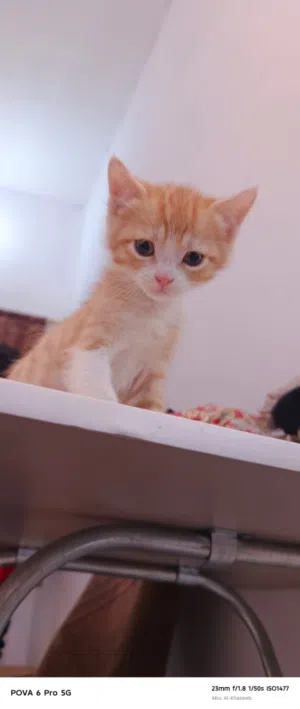 قطط منزلية لتبني