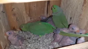 For sale 100/100 pair ringneck and Cocktail