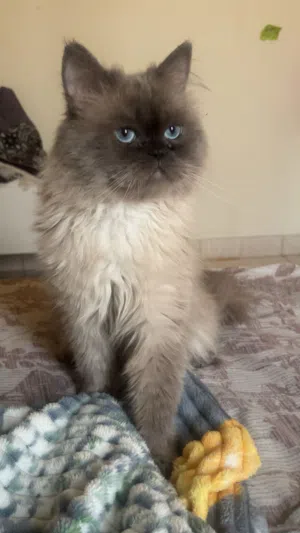 cat For adoption
