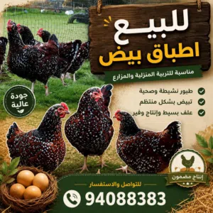 أطباق بيض ساسكس