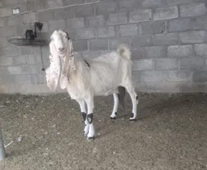 شاه باكستاني بنجابي