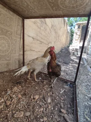 متاح بيض أذناب نوادر بيض بلتم مقزم بيض ألماني نخب نخب