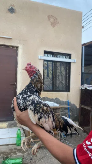 ديك بكستاني نسل ممتاز