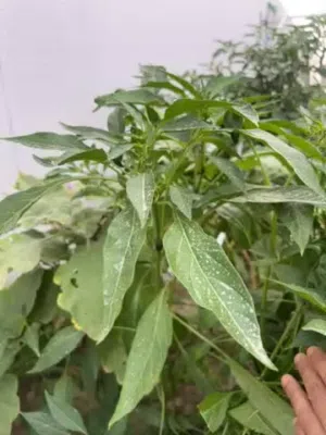 شتلات فلفل حار